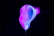 Dripping wet flower by Jim Nordheim at YARU Photography